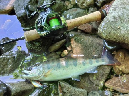 アマゴたちは元気いっぱい